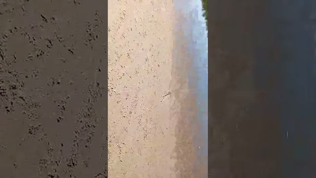 ловим донскую селёдку