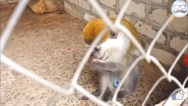 Еноты напали на медведя вареру
