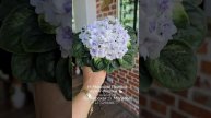 🐇🌸Н-Морской Прибой - гармония в каждом цветке, в каждом листочке. Все в нем красиво и эстетично