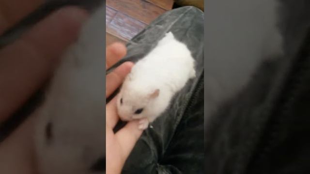 #Как живёт мой хомяк?