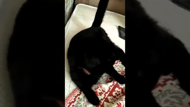 Издеваться над котом