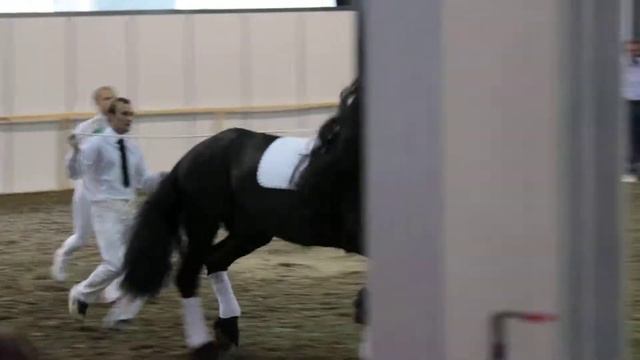 Эквирос 2013. Фриз. Видео 1.