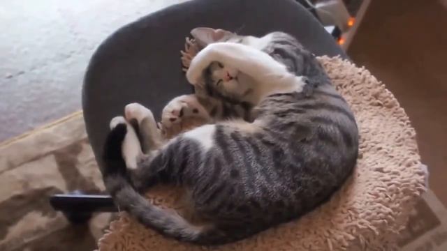 самый сонный кот Юмор! Прикол! Смех