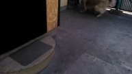 Приколы с котами и собаками Гуляем врозь! ТОП приколы