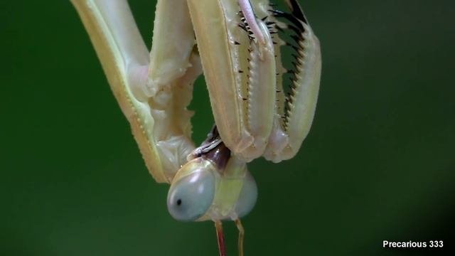 Sphodropoda Quinquedens Prearing For Molt