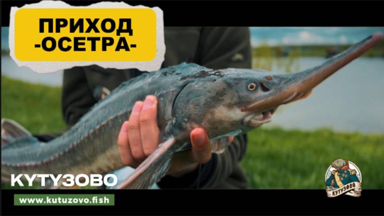 Приход осетра 30.04.2025