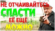 Есть шанс замёрзшую рассаду восстановить! Заморозками побило помидоры что делать?
