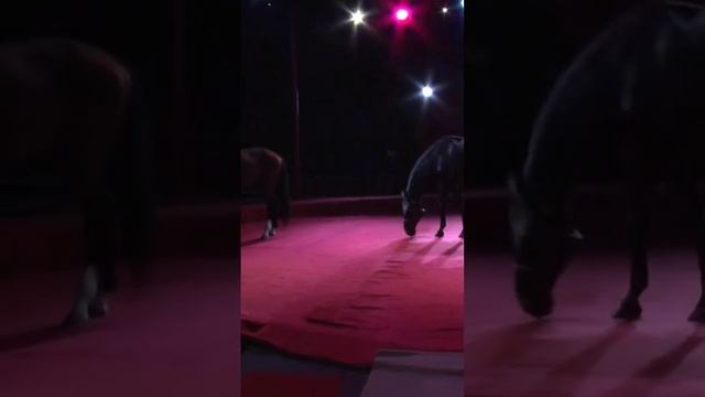 Во Владимир приехал знаменитый цирк Никулина с шоу  Владимира Дерябкина #shorts