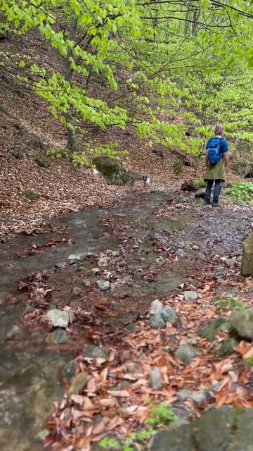 Купер в национальном парке Дилижана