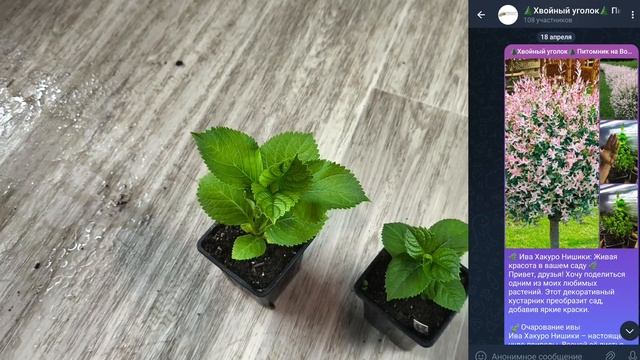 Черенки с крупнолистный гортензий - перечернковка саженцев для пышности🥳