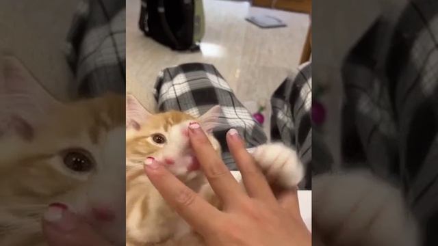 Наш TG https://t.me/liveofcats