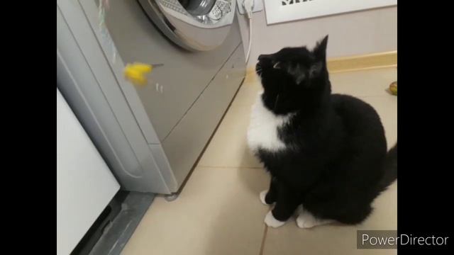 Кот .                       #приколскотом, #смешныекоты2020, #кошки, #котята, #прикол, #сидим_дома