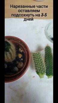 #shorts ✂️Как обрезать и размножить 🌵