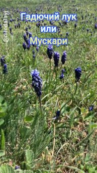Мускари или Мышиный гиацинт )