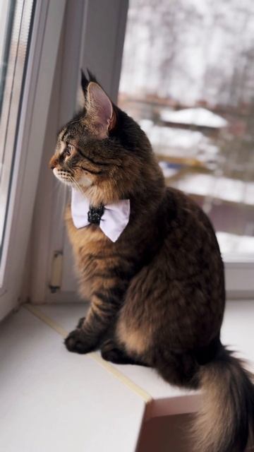 #кот#джентельмен #мейнкун #вегас #приколы #животные