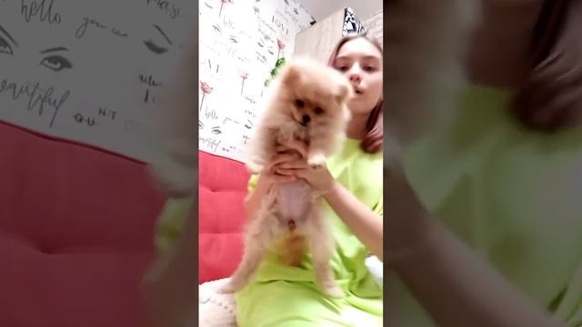 шпиц нора 3 месяца🎀