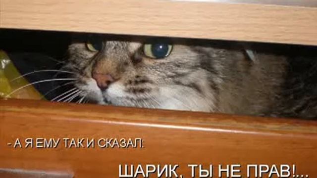 Котоматрица