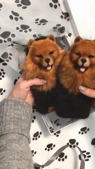 Шпицеварежки