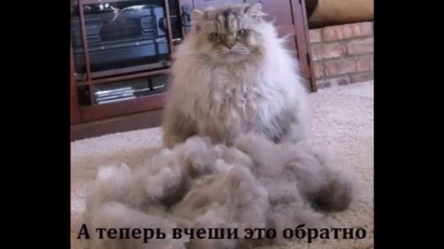 Кошки-фотки приколы!!!
