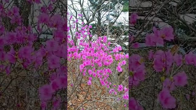 Из жизни пенсионеров Находкинского филиала КГАУСО "ПЦСОН"