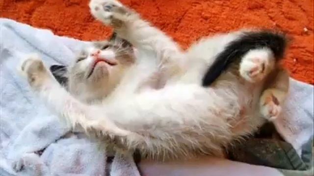 вставай   с первыми лучами  приглашение на свадьбу