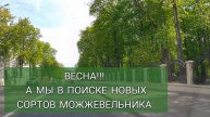 МЫ В ПОИСКЕ НОВЫХ СОРТОВ МОЖЖЕВЕЛЬНИКА. 30.04.2025г.