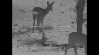 Косули. Прицел Yukon Foton RT.
Охотничья база " Селькин Пруд".