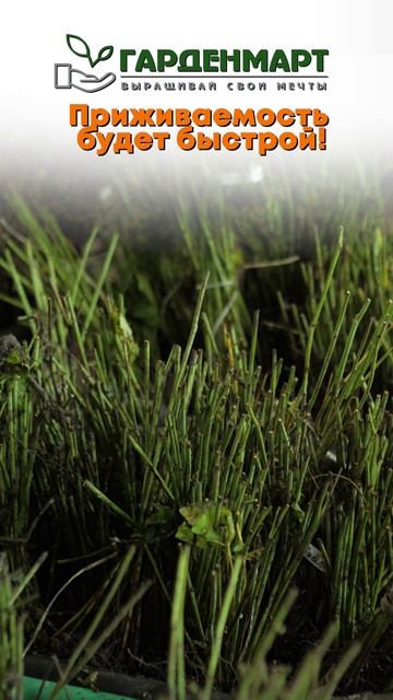 🌱 Ваши саженцы уже в пути!