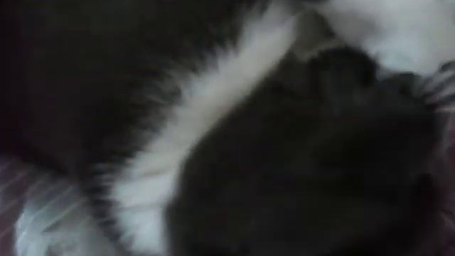 Прикольная кошка отвечает
