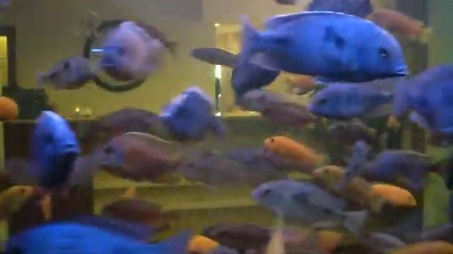 Турция Анталия отель SEA LIFE RESORT HOTEL & SPA 5 (SDC13069)