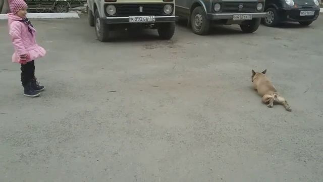 ПРИКОЛЫ! Французский бульдог!