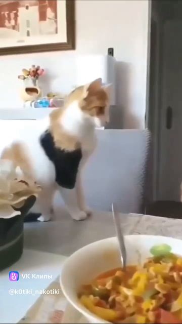 clip-217382812_456243452.mp4