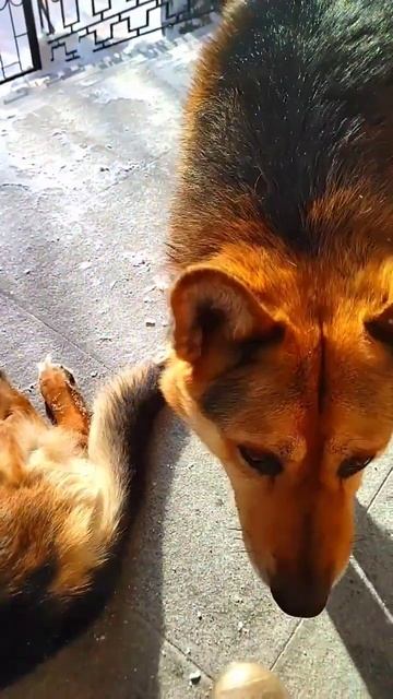 Овчарки. Витамины 8*1