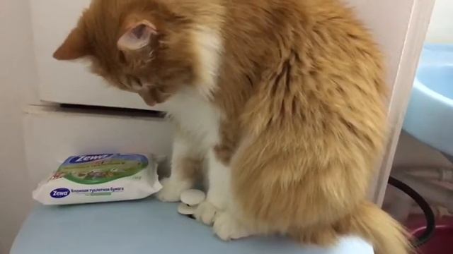 Кот смывает унитаз 😹