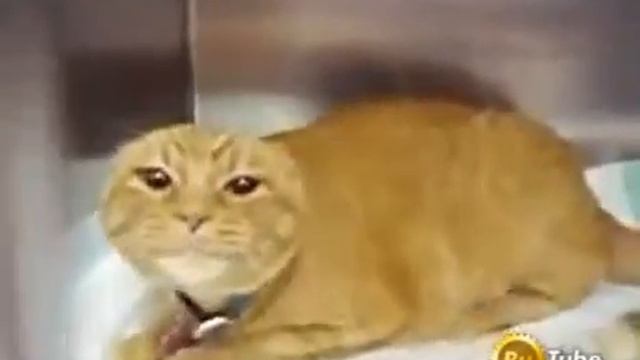 Смотреть приколы про котов ютуб