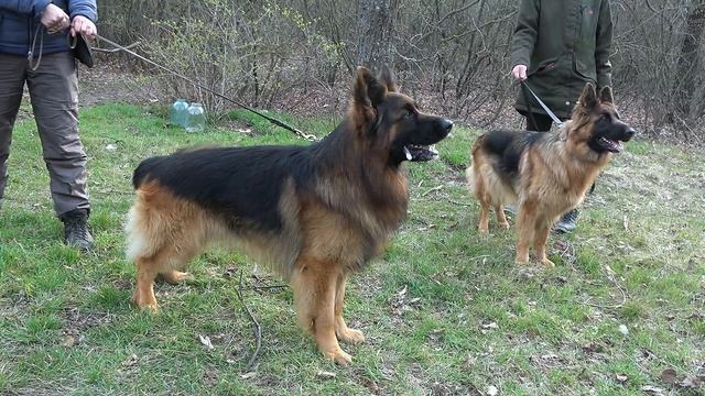 Beautiful long-haired German shepherds Rain and Betty. Odessa.