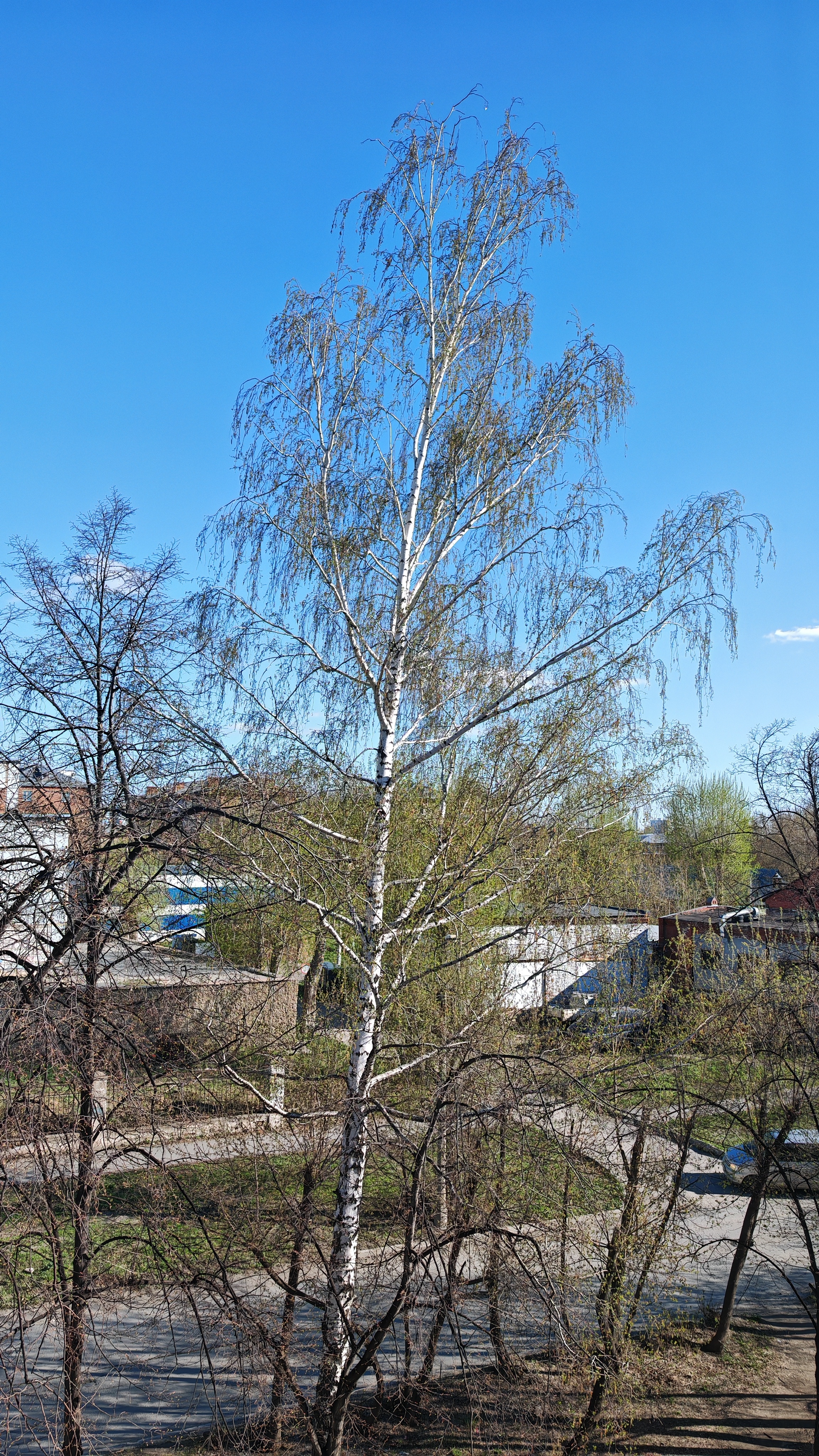 Последний день апреля 2025 из моего окна 🪟