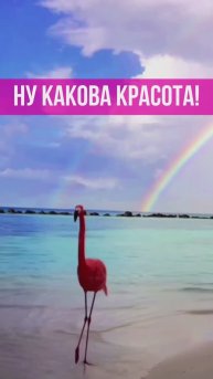 ФЛАМИНГО_НУ КАКОВА КРАСОТА!