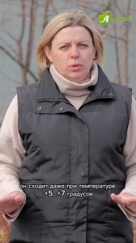 Сажаем горох в открытый грунт!