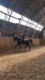 Оксана Новикова на Дольче Вита, самостоятельная работа #horse #equestrian #pony #дольчевита