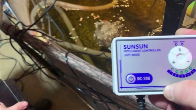 Конец осетра.Все погибли.