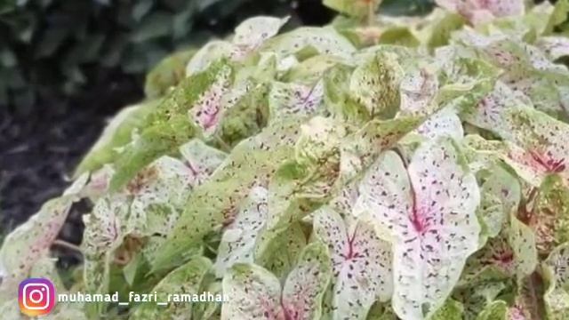 JENIS JENIS CALADIUM PALING LANGKA DAN HARGANYA?? #tanamanhias #caladium #trending