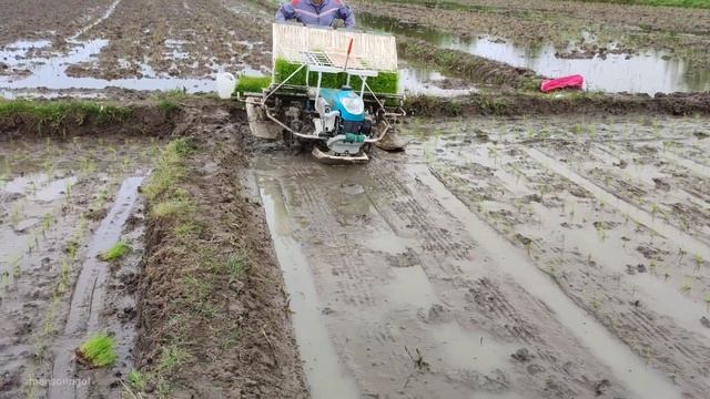 Rice Farming From Seed To Harvest / Rice growing stages in Iran / کاشت برنج