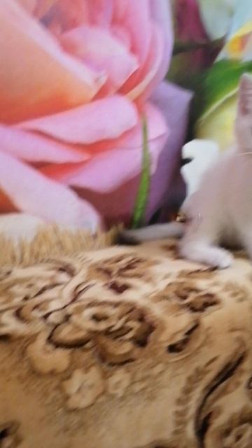 Котик скоттиш страйт с голубыми глазами SFS 71 ns1133
