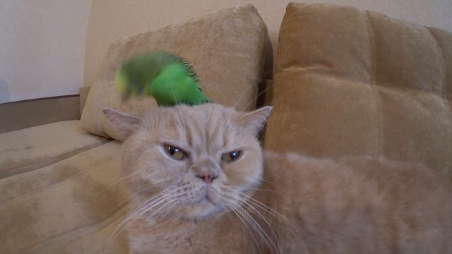 Дружелюбный кот Марсик и попугай Кеша. Мимимишность зашкаливает!