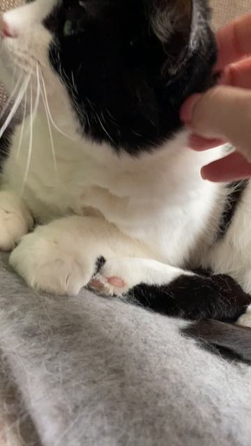 Кошка Соня мурлычет