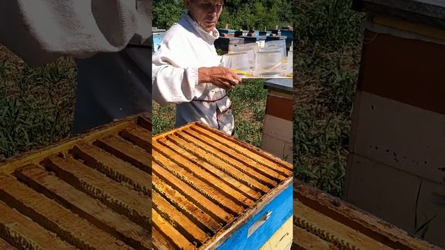 пасека ,постановка банок под сотовый мед !