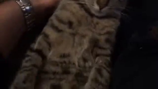 Кошачий танец