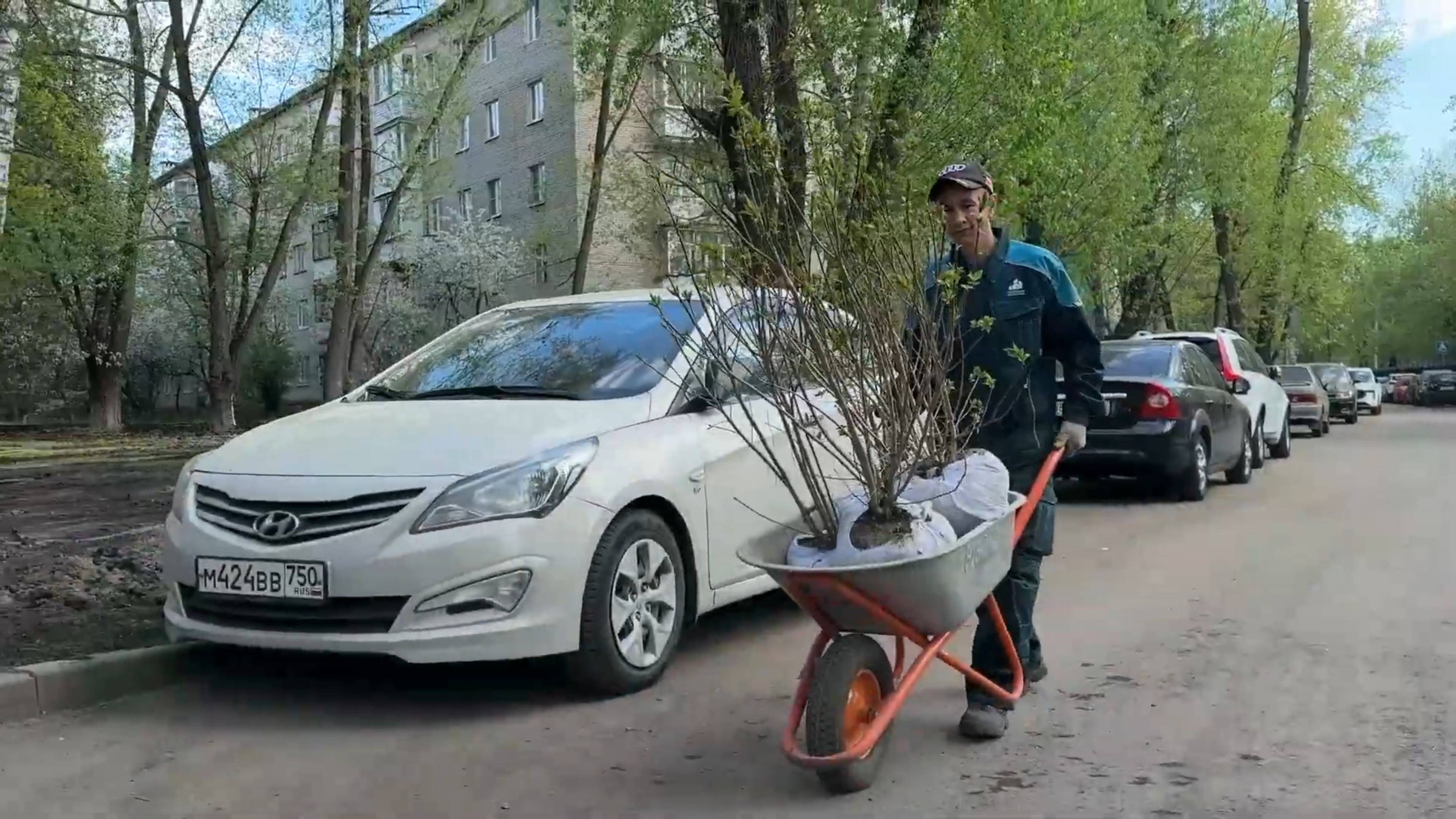 На улице Советской в Реутове началась высадка деревьев и кустарников 29.04.2025