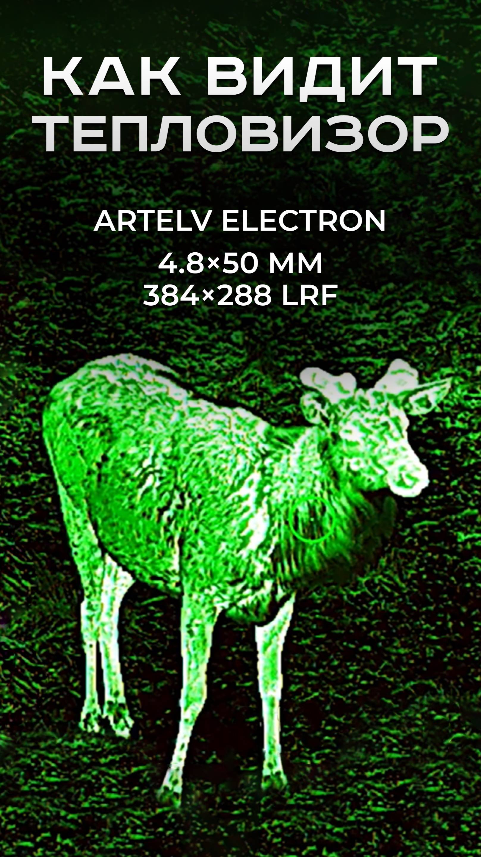 Как видит тепловизор ELECTRON 4.8x50мм 384x288 LRF